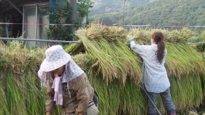 石ばし庵稲作の会