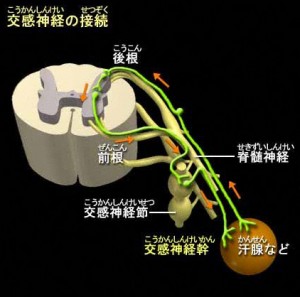 交感神経