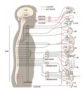 autonomic.n