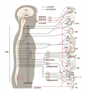 autonomic.n