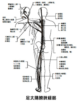 足太陽膀胱経筋