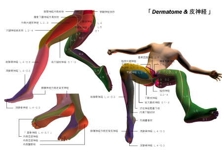 デルマトームと皮神経