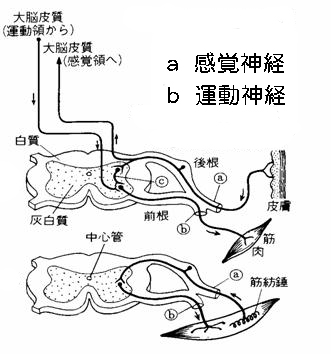 反射のルート