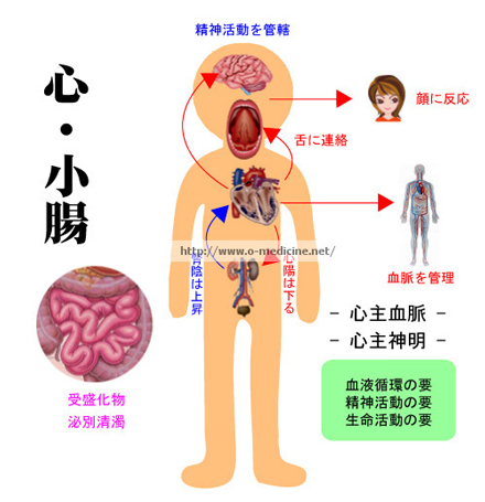 臓象　心・小腸