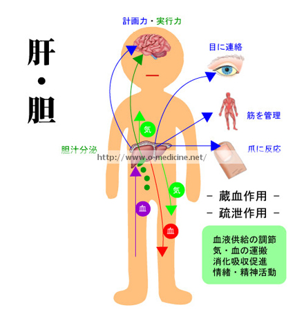 臓象　肝・胆