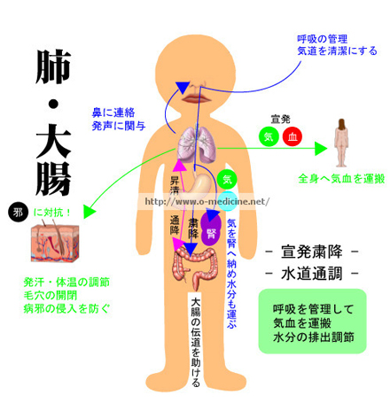 肺大腸　臓象
