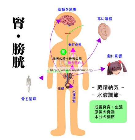 腎膀胱　臓象