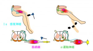 伸張反射